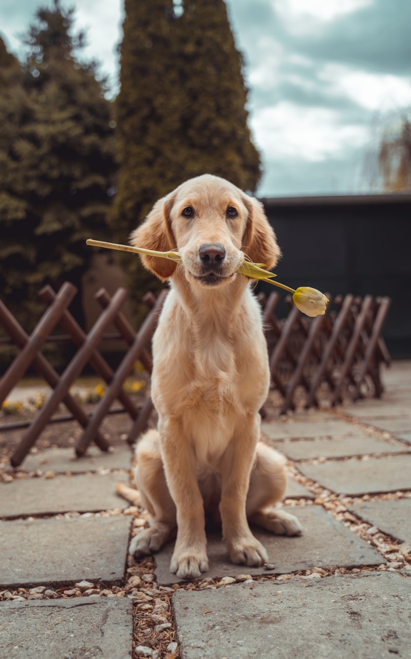 Golden retriever sorrindo