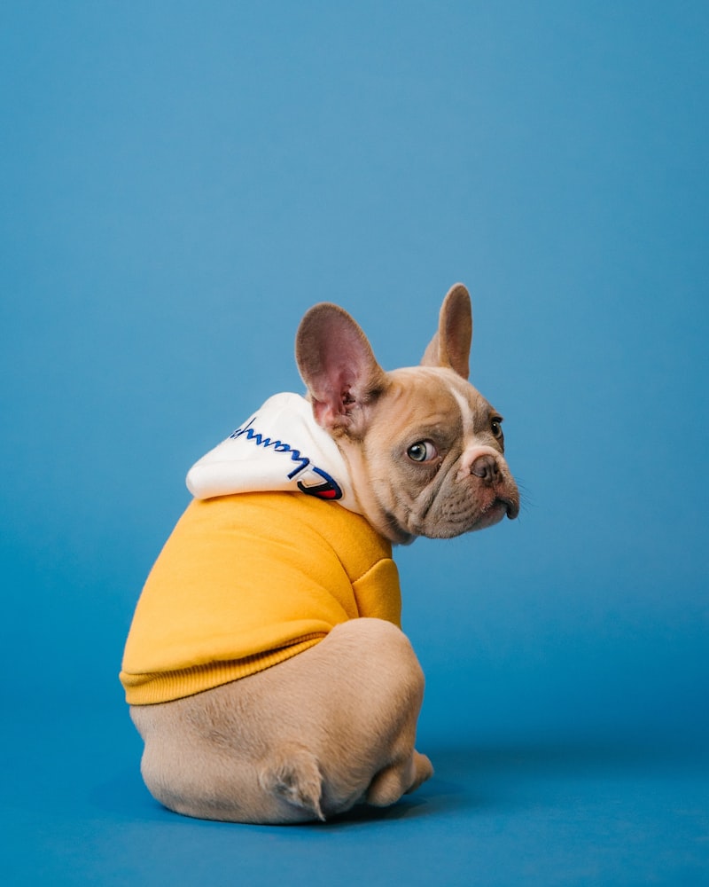 Cachorro pequeno de banho tomado
