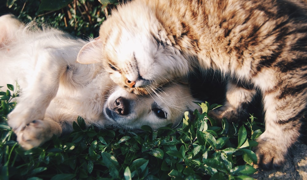 Site de Pet & Veterinária — Bicho Solto