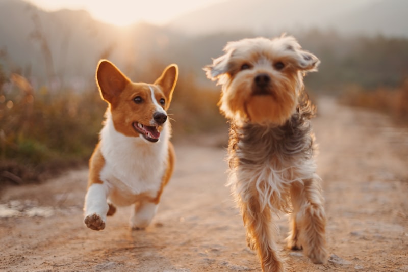 Cachorros passeando
